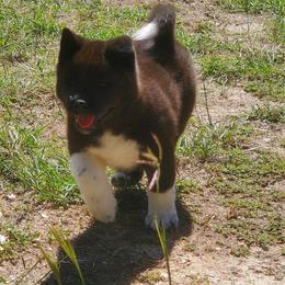 Akita Puppies from Folklore Akitas