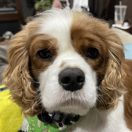 Luna - Cavalier King Charles Spaniel