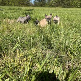 French Bulldog Puppies from Boone County Bulldogs
