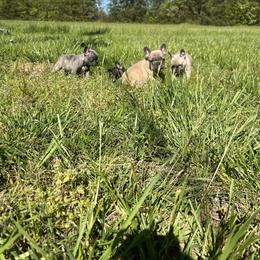 French Bulldog Puppies from Boone County Bulldogs