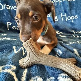 Rat Terrier Puppies from The Puppy Patch Rat Terriers