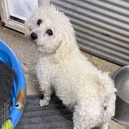 Ginger - Bichon Frise