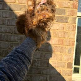 Girl 1 - Chocolate and tan female Yorkshire Terrier puppy in Mobile, Alabama from Ace of Spades Yorkies