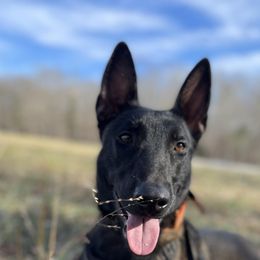 Belgian Malinois from E-Quality Kennels