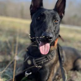 Belgian Malinois from E-Quality Kennels