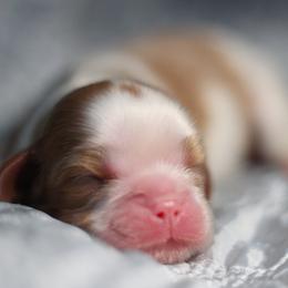 Ribbon - Blenheim female Cavalier King Charles Spaniel puppy in Wesley Chapel, Florida from Ohana Cavaliers
