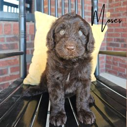 Moses - male Newfypoo puppy in Hardin, Kentucky from Bluegrass Newfypoos