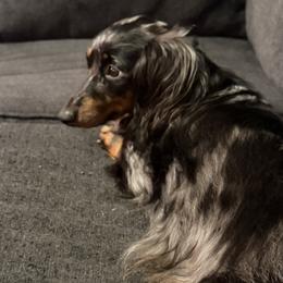 Dachshunds from Precious Paws