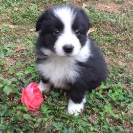 Border Collie Puppies from Peachy Keen Border Collies