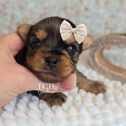 Lake - Black and tan male Yorkshire Terrier puppy in Greenwood County, South Carolina from TCB Yorkies