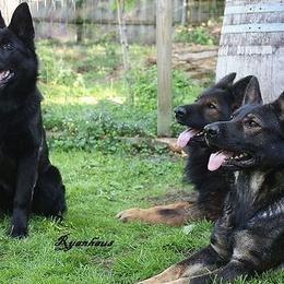 German Shepherds and Labrador Retrievers from Ryanhaus Kennel