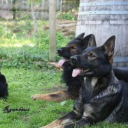 German Shepherds and Labrador Retrievers from Ryanhaus Kennel