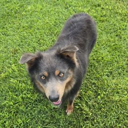 Blu - Miniature Australian Shepherd