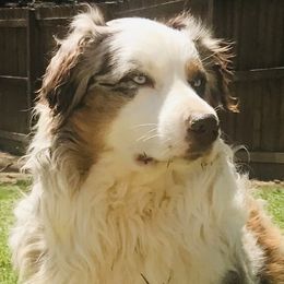 Cash - Australian Shepherd