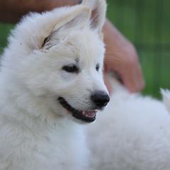 Berger Blanc Suisse Puppies from Nasha Comanda White Swiss Shepherds