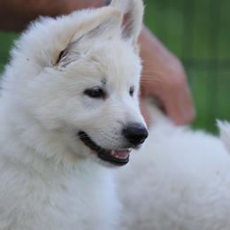 Berger Blanc Suisse Puppies from Nasha Comanda White Swiss Shepherds