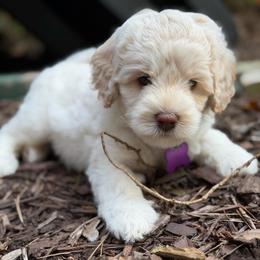 Mable - Caramel cream female Australian Labradoodle puppy in Mount Gilead, North Carolina from Tillery Labradoodles