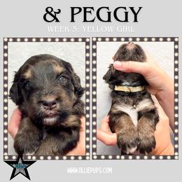 And Peggy (Yellow collar) - Phantom female Bernedoodle puppy in Boiling Springs, South Carolina from OlliePups, LLC
