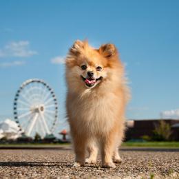 Pomeranians from Dee Dee's Pomeranians