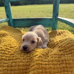 Luke - Cream male Dachshund puppy in New Albany, Mississippi from Double A. Doxies