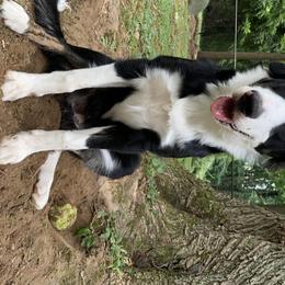 Border Collie All Grown Up from Hatfield Border Collies