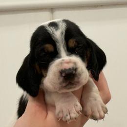Black - Black brown and white male Basset Hound puppy in Douglas, Georgia from Huffer Hounds and Havanese