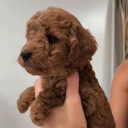 Male 2 - Red  male Goldendoodle puppy in Clarksville, Tennessee from Tennessee Goldendoodles, since 2014