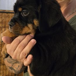Girl 3 - Black and mahogany female Rottweiler puppy in Tucson, Arizona from Vertrag Rock Rottweiler