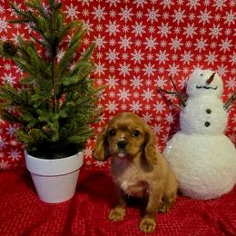 Major - Ruby male Cavalier King Charles Spaniel puppy in Pennsylvania from Julie's Cavalier King Charles Spaniels