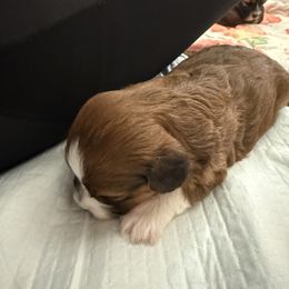 Taylor - Red female Havapoo puppy in Eagle Mountain, Utah from Lady Paws Puppies