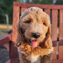 Bernedoodles and Goldendoodles from Southern Doodles Of Eastern North Carolina