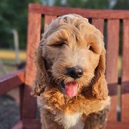 Bernedoodles and Goldendoodles from Southern Doodles Of Eastern North Carolina