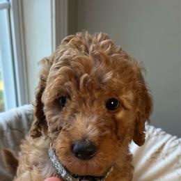 Ellie - Apricot female Goldendoodle puppy in Clarksville, Tennessee from Golden Pine Designer Doodles