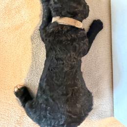 Gray - Black female Poodle puppy in Atlanta, Georgia from Syren House Doodles & Poodles