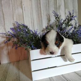 Australian Shepherd Puppies from Sakari Australian Shepherds
