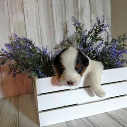 Australian Shepherd Puppies from Sakari Australian Shepherds