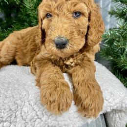 Aussiedoodle, Double Doodle, and Goldendoodle Puppies from Dandy Doodle Ranch