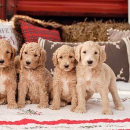 Goldendoodle, Labradoodle, Poodle, and Saint Berdoodle Puppies from Dent’s Doodles