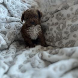 Poppy - Red  female Poodle puppy in Kissimmee, Florida from Unique Poodles