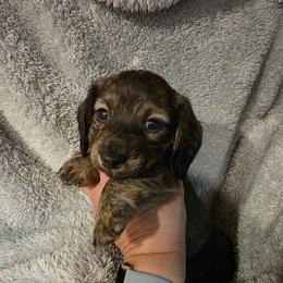 Cream Brindle - 1900 - Brindle male Dachshund puppy in Pueblo, Colorado from HotDachs