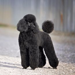 Poodles from Broad Creek Poodles