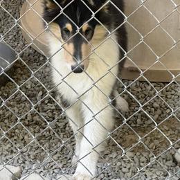 Boy 3 - Black white and tan male Collie puppy in Edison, New Jersey from Hi-Crest Collies