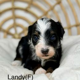 Landy - female Australian Mountain Doodle puppy in Sterling, Colorado from North 40 Doodles