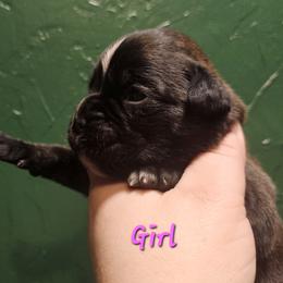 Pink - Brindle female Boxer puppy in Johnson City, Tennessee from Seven Kingdom Boxers