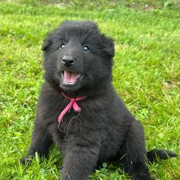 Coral (Pink) - Black female Belgian Sheepdog puppy in Franklin, West Virginia from Wildmour K9