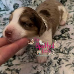 Chocolate and Cream Dapple pie - Chocolate and cream male Dachshund puppy in Scroggins, Texas from The Spotted Doxie