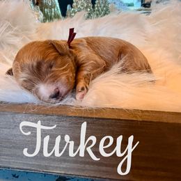 Turkey - Red male Cavapoo puppy in Chattanooga, Tennessee from Scenic City Doodles