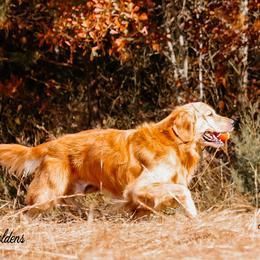 Timber - Golden Retriever