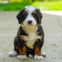 Infiniti - Tri-color female Bernedoodle puppy in Dundee, Ohio from Down Home Doodle