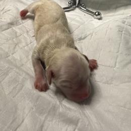Champagne Supernova - Silver beige male Maltipoo puppy in Weatherford, Texas from Aprishew Maltipoo